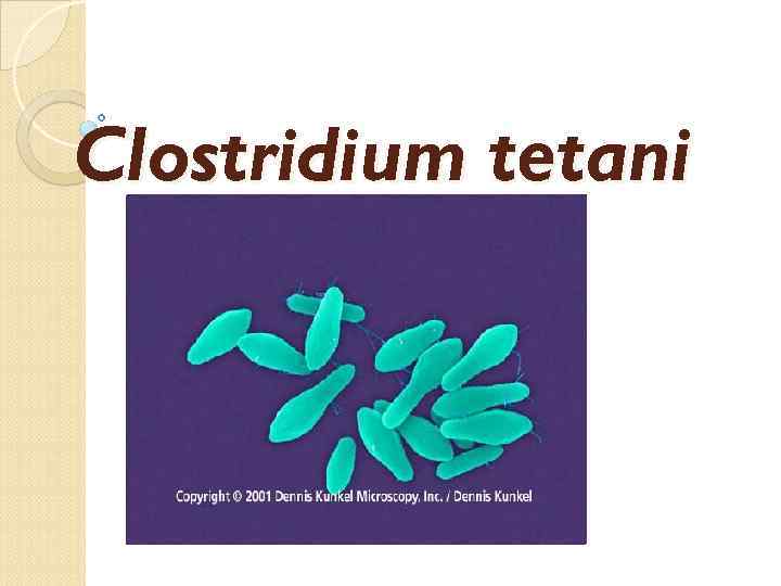 Clostridium tetani 