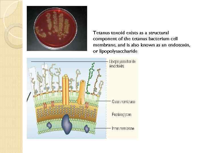 Tetanus toxoid exists as a structural component of the tetanus bacterium cell membrane, and