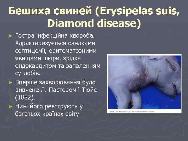 Бешиха свиней (Erysipelas suis, Diamond disease) Гостра інфекційна хвороба. Характеризується ознаками септицемії, еритематозними явищами