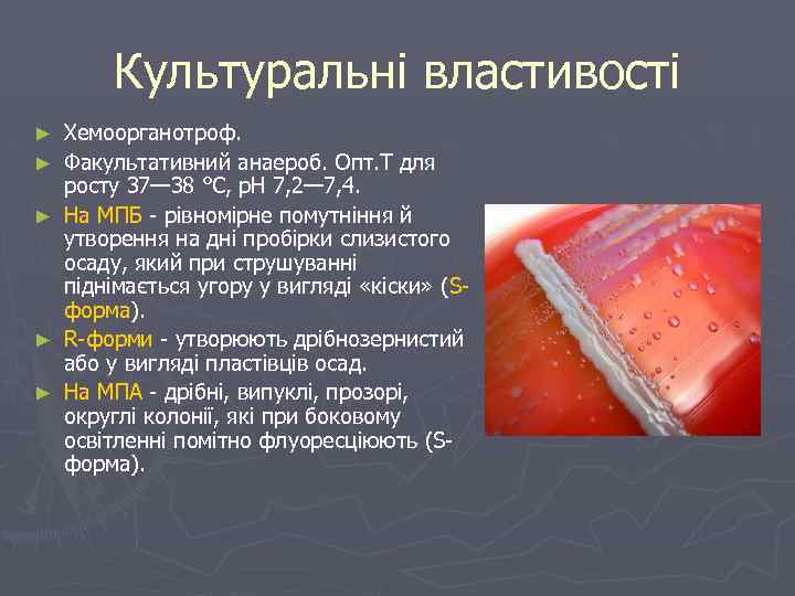 Культуральні властивості ► ► ► Хемоорганотроф. Факультативний анаероб. Опт. Т для росту 37— 38