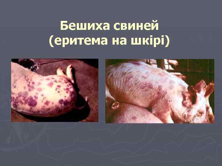 Бешиха свиней (еритема на шкірі) 