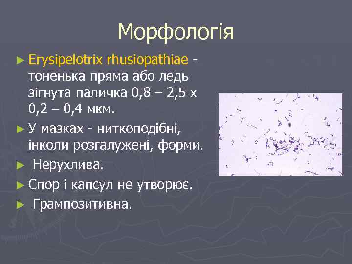 Морфологія ► Егysipelotrix rhusiopathiae тоненька пряма або ледь зігнута паличка 0, 8 – 2,