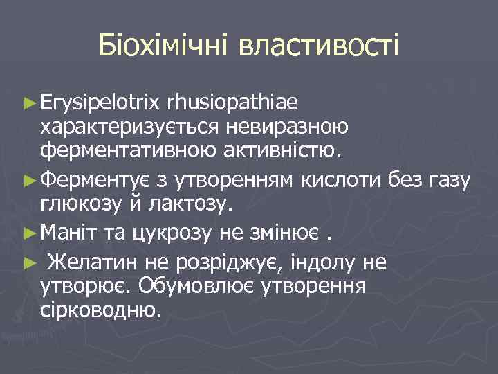 Біохімічні властивості ► Егysipelotrix rhusiopathiae характеризується невиразною ферментативною активністю. ► Ферментує з утворенням кислоти