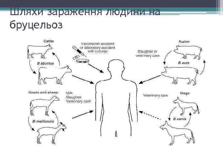 Шляхи зараження людини на бруцельоз 