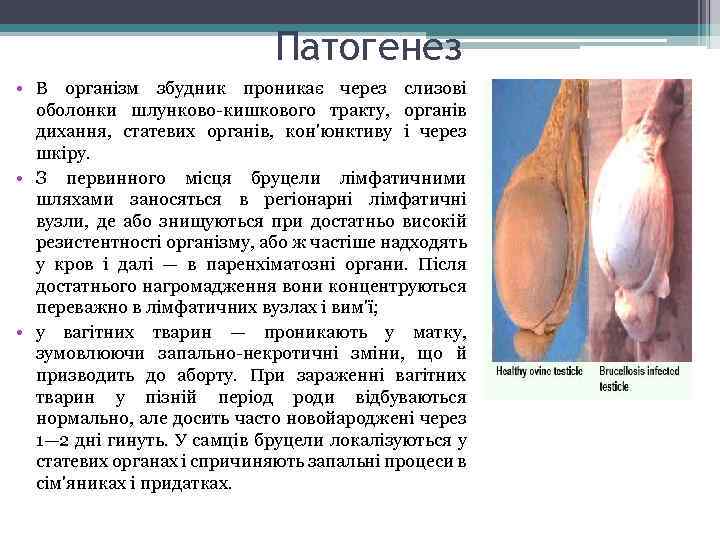 Патогенез • В організм збудник проникає через слизові оболонки шлунково-кишкового тракту, органів дихання, статевих