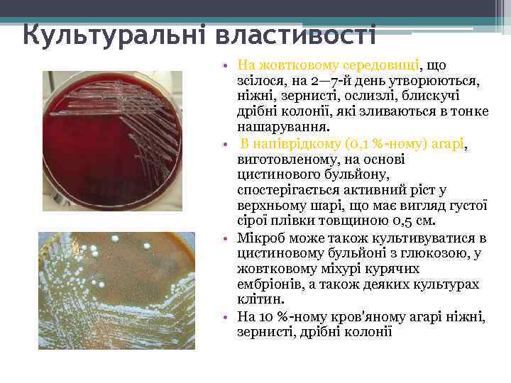 Культуральні властивості • На жовтковому середовищі, що зсілося, на 2— 7 -й день утворюються,