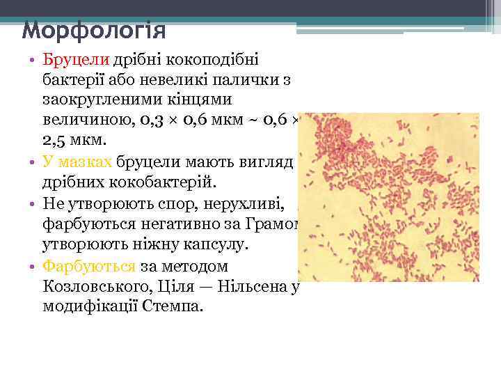 Морфологія • Бруцели дрібні кокоподібні бактерії або невеликі палички з заокругленими кінцями величиною, 0,