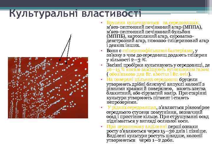 Культуральні властивості • Бруцели культивуються на середовищах: м'ясо-пептонний печінковий агар (МППА), м'ясо-пептонний печінковий бульйон