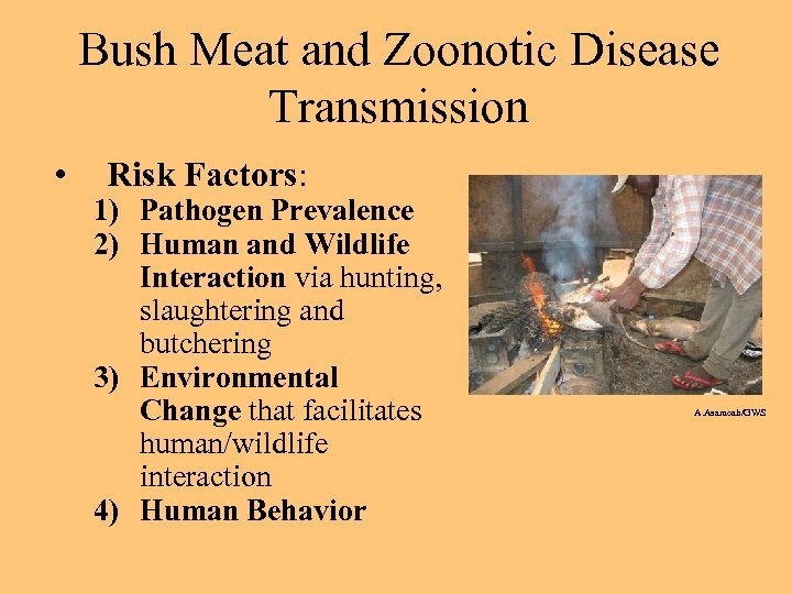 Bush Meat and Zoonotic Disease Transmission • Risk Factors: 1) Pathogen Prevalence 2) Human