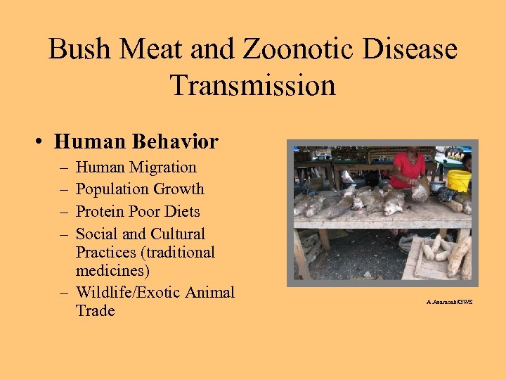 Bush Meat and Zoonotic Disease Transmission • Human Behavior – – Human Migration Population