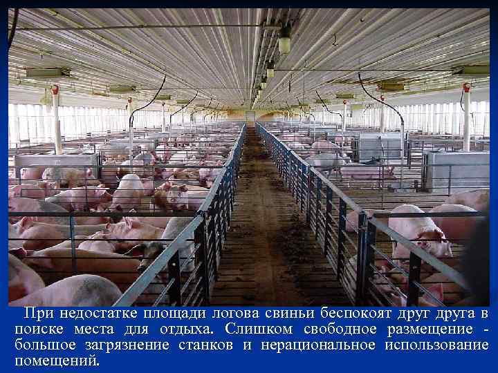 При недостатке площади логова свиньи беспокоят друга в поиске места для отдыха. Слишком свободное