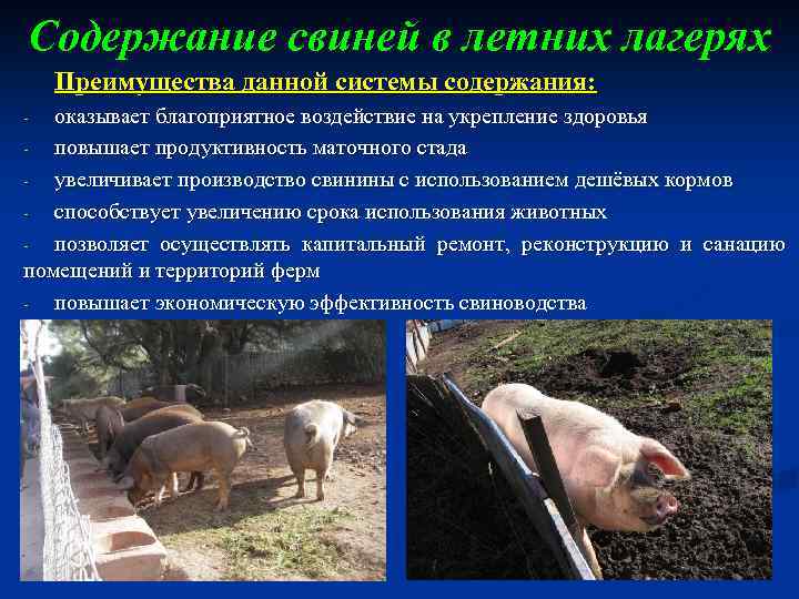 Содержание свиней в летних лагерях Преимущества данной системы содержания: оказывает благоприятное воздействие на укрепление