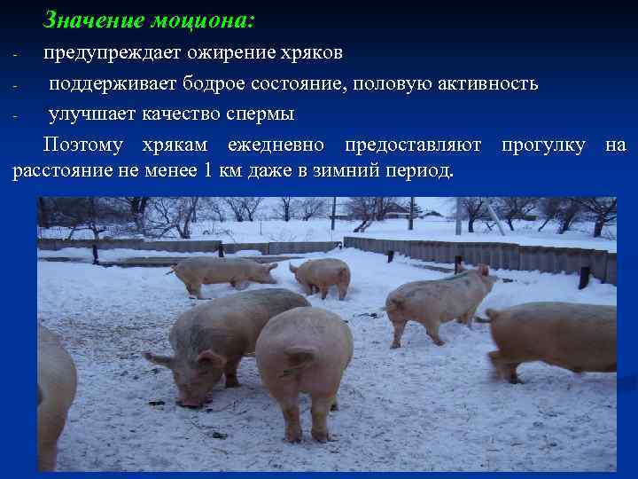 Значение моциона: предупреждает ожирение хряков поддерживает бодрое состояние, половую активность улучшает качество спермы Поэтому