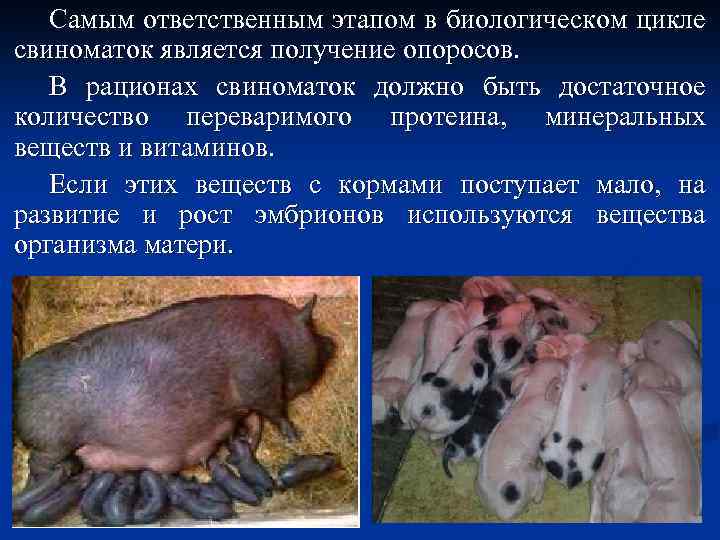Самым ответственным этапом в биологическом цикле свиноматок является получение опоросов. В рационах свиноматок должно