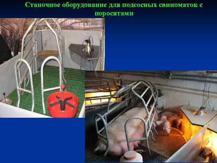 Станочное оборудование для подсосных свиноматок с поросятами 