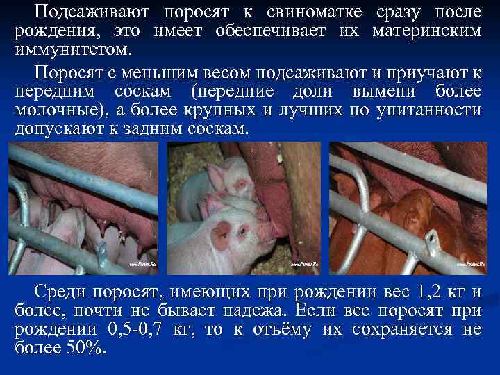 Подсаживают поросят к свиноматке сразу после рождения, это имеет обеспечивает их материнским иммунитетом. Поросят