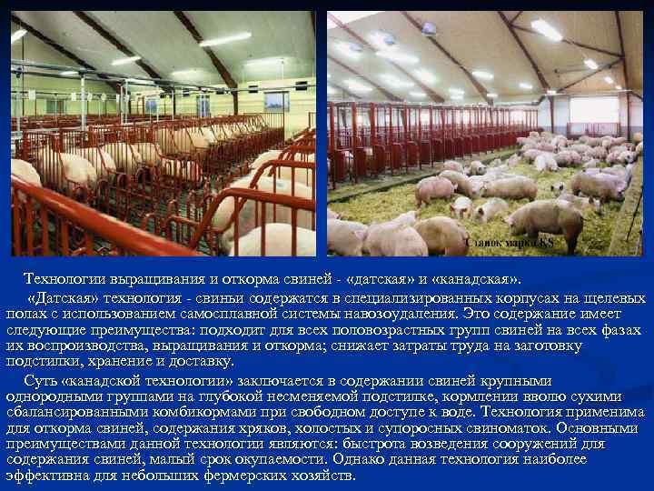  Технологии выращивания и откорма свиней - «датская» и «канадская» . «Датская» технология -