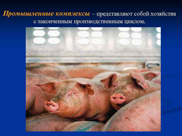 Промышленные комплексы – представляют собой хозяйства с законченным производственным циклом. 