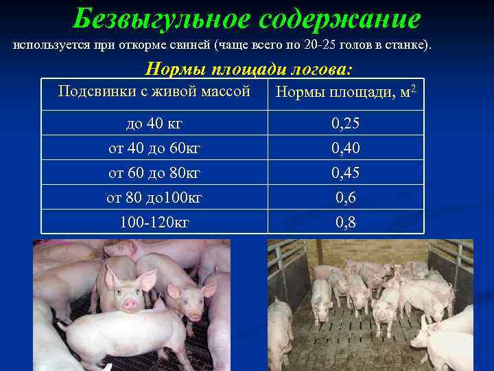 Безвыгульное содержание используется при откорме свиней (чаще всего по 20 -25 голов в станке).