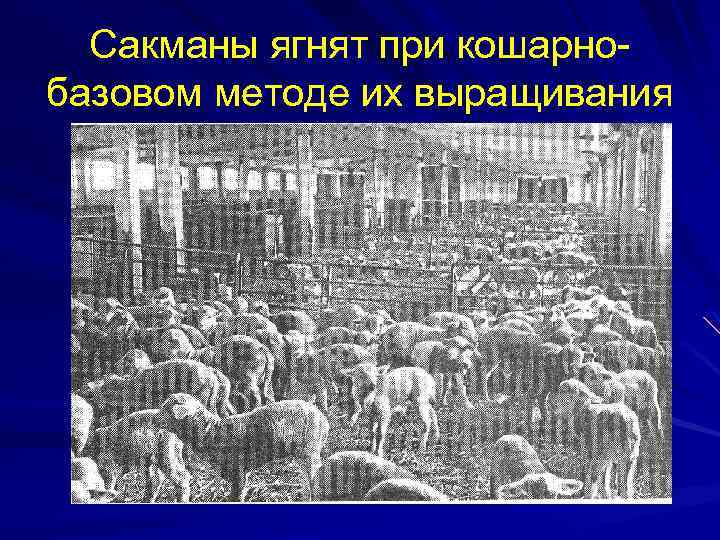 Сакманы ягнят при кошарнобазовом методе их выращивания 