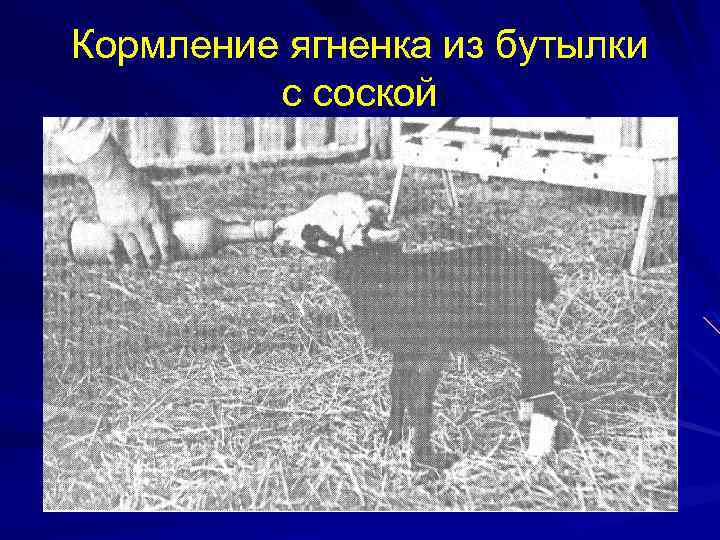 Кормление ягненка из бутылки с соской 
