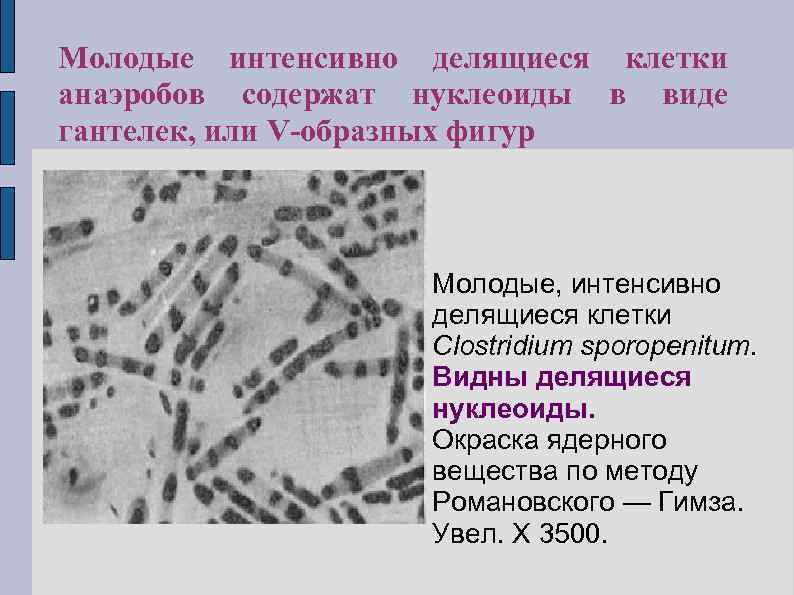 Молодые интенсивно делящиеся клетки анаэробов содержат нуклеоиды в виде гантелек, или V-образных фигур Молодые,