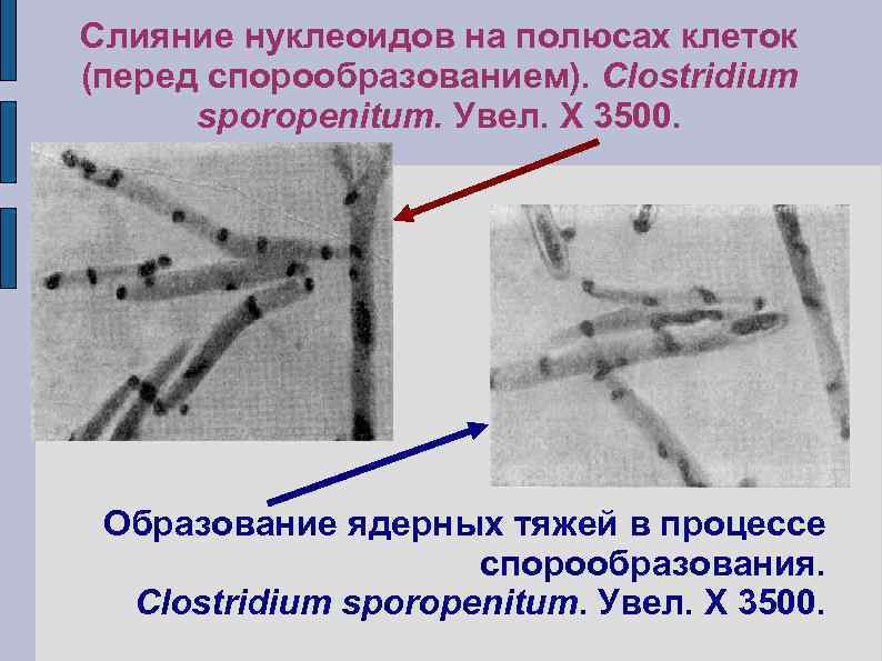 Слияние нуклеоидов на полюсах клеток (перед спорообразованием). Clostridium sporopenitum. Увел. X 3500. Образование ядерных