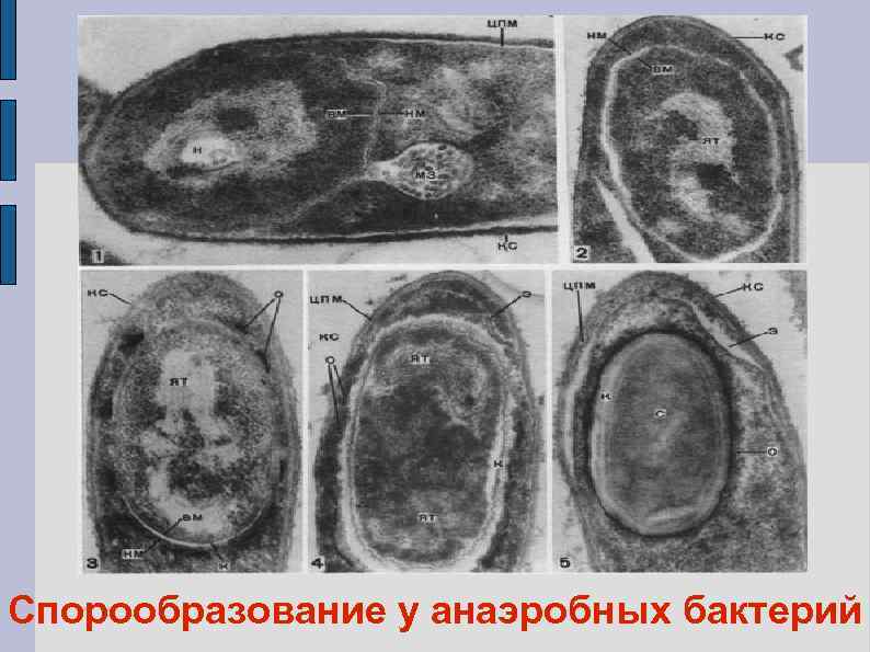 Спорообразование у анаэробных бактерий 