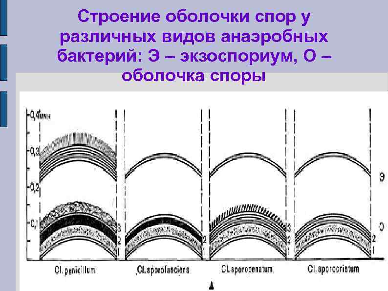 Строение оболочки спор у различных видов анаэробных бактерий: Э – экзоспориум, О – оболочка