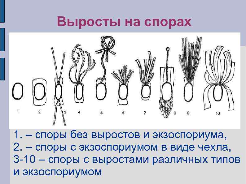 Выросты на спорах 1. – споры без выростов и экзоспориума, 2. – споры с