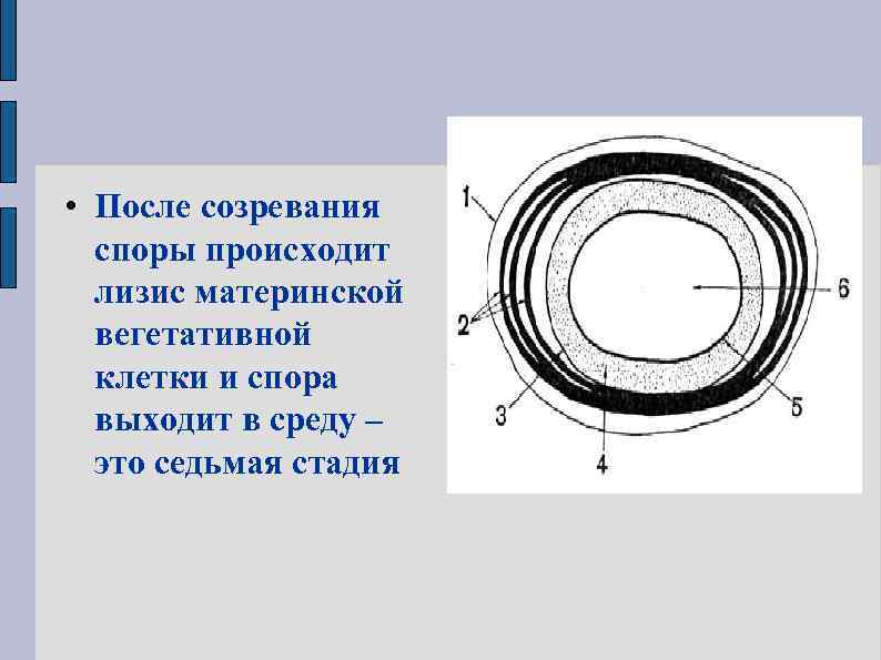  • После созревания споры происходит лизис материнской вегетативной клетки и спора выходит в