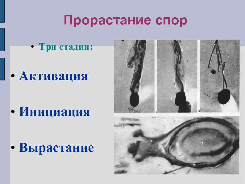 Прорастание спор • Три стадии: • Активация • Инициация • Вырастание 