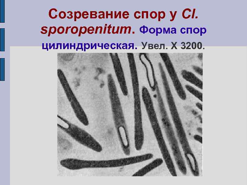 Созревание спор у Cl. sporopenitum. Форма спор цилиндрическая. Увел. X 3200. 