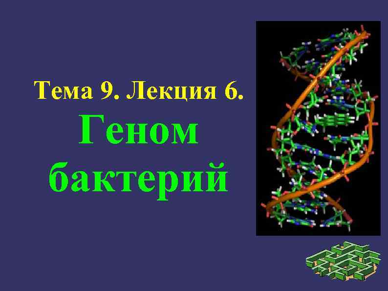 Тема 9. Лекция 6. Геном бактерий 