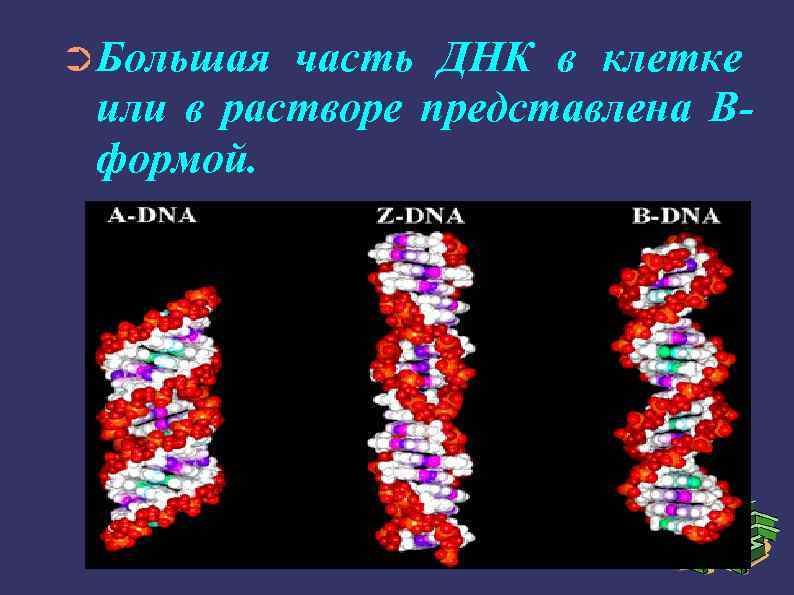 ➲Большая часть ДНК в клетке или в растворе представлена Вформой. 
