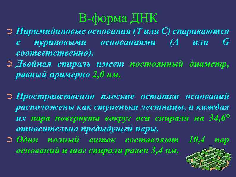 В-форма ДНК Пиримидиновые основания (Т или С) спариваются с пуриновыми основаниями (А или G