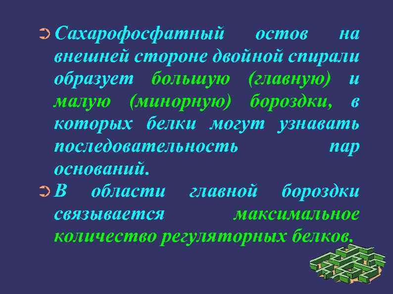 ➲ Сахарофосфатный остов на внешней стороне двойной спирали образует большую (главную) и малую (минорную)