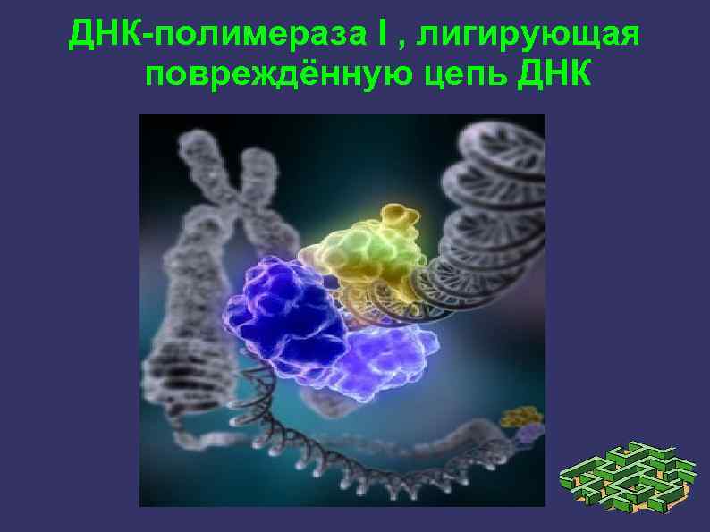 ДНК-полимераза I , лигирующая повреждённую цепь ДНК 
