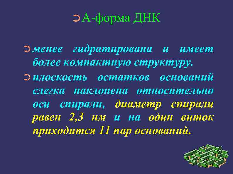 ➲А-форма ➲ менее ДНК гидратирована и имеет более компактную структуру. ➲ плоскость остатков оснований