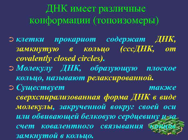 ДНК имеет различные конформации (топоизомеры) ➲ клетки прокариот содержат ДНК, замкнутую в кольцо (ссс.