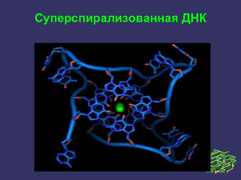 Суперспирализованная ДНК 