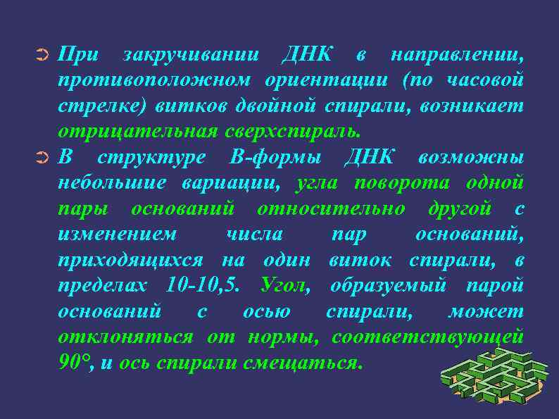 При закручивании ДНК в направлении, противоположном ориентации (по часовой стрелке) витков двойной спирали, возникает