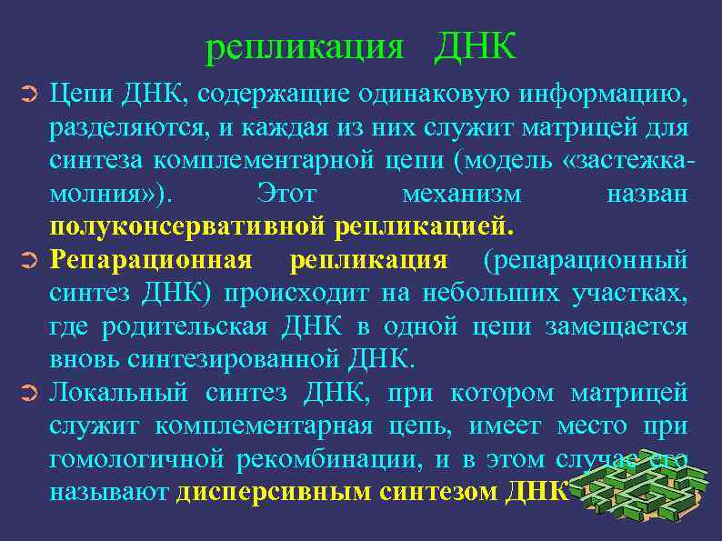 репликация ДНК Цепи ДНК, содержащие одинаковую информацию, разделяются, и каждая из них служит матрицей