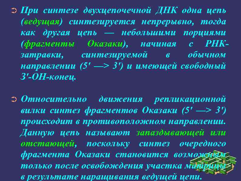 ➲ При синтезе двухцепочечной ДНК одна цепь (ведущая) синтезируется непрерывно, тогда как другая цепь