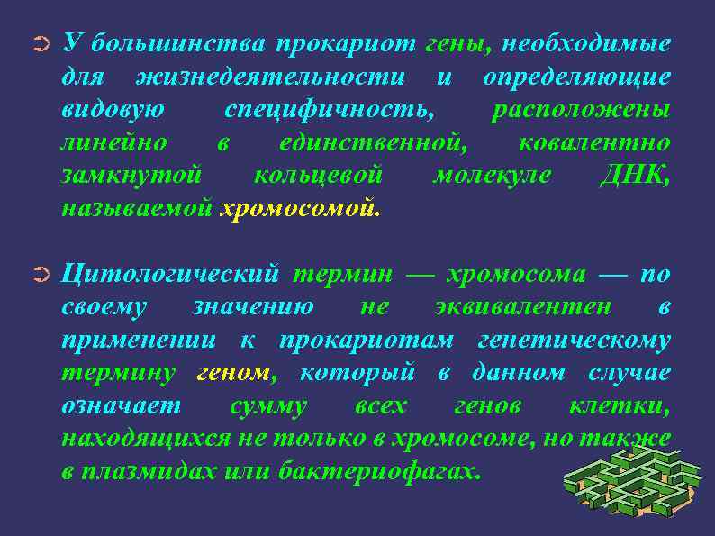 ➲ У большинства прокариот гены, необходимые для жизнедеятельности и определяющие видовую специфичность, расположены линейно