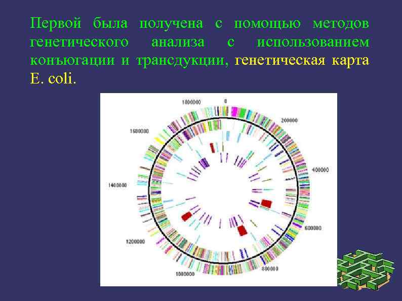 Первой была получена с помощью методов генетического анализа с использованием конъюгации и трансдукции, генетическая