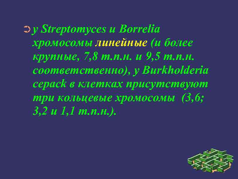 ➲у Streptomyces и Borrelia хромосомы линейные (и более крупные, 7, 8 т. п. н.