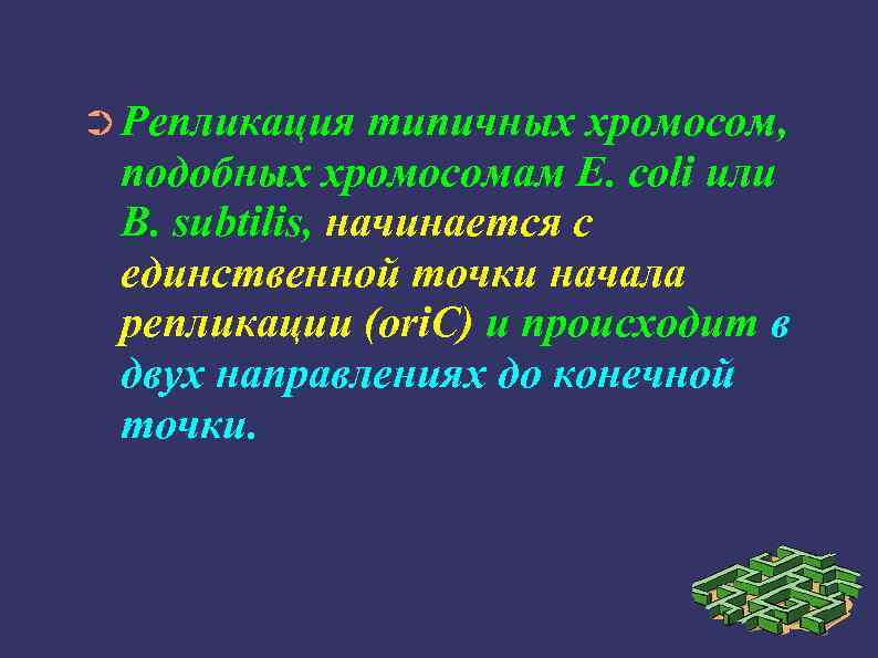 ➲ Репликация типичных хромосом, подобных хромосомам Е. coli или В. subtilis, начинается с единственной