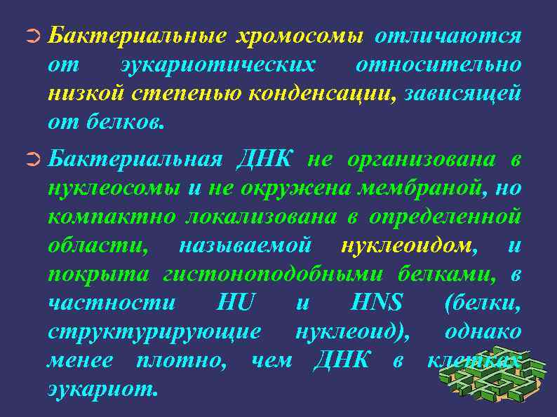 ➲ Бактериальные хромосомы отличаются от эукариотических относительно низкой степенью конденсации, зависящей от белков. ➲
