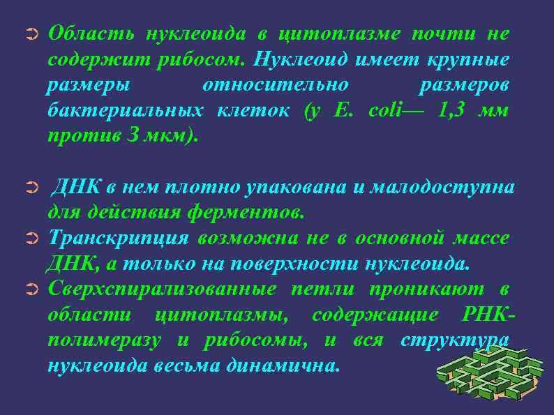 ➲ Область нуклеоида в цитоплазме почти не содержит рибосом. Нуклеоид имеет крупные размеры относительно